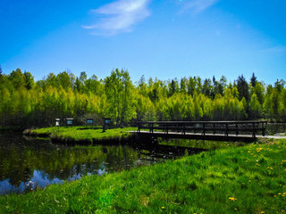 Leśny staw