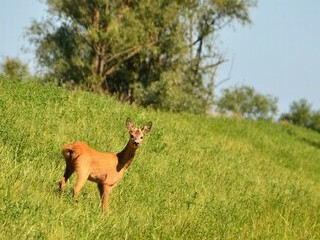 Na łonie natury