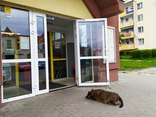 Bo ludzka rzecz być w markecie a psia wiernie czekac.