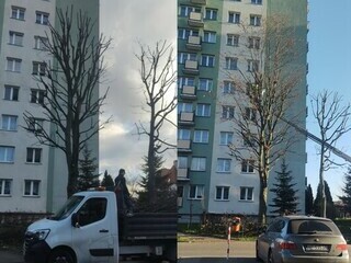 Niszczenie drzew