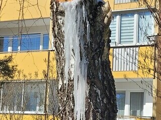 Zamarznięte sople soku brzozy