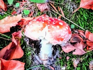 Wysoczyzna elbląska