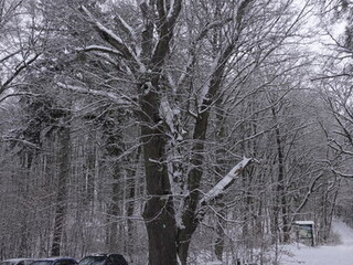 Zdewastowano pomnik przyrody pod nosem dzielnych leśniczych