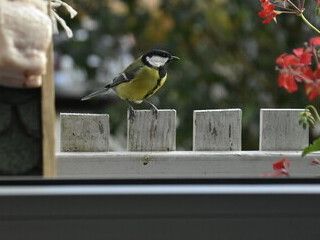 Ile można machać skrzydlami