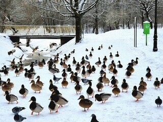 Kaczki przy kaczkomacie