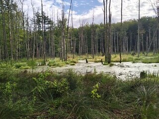 PIĘKNO BAGNA  /GRZĘZAWISKA/