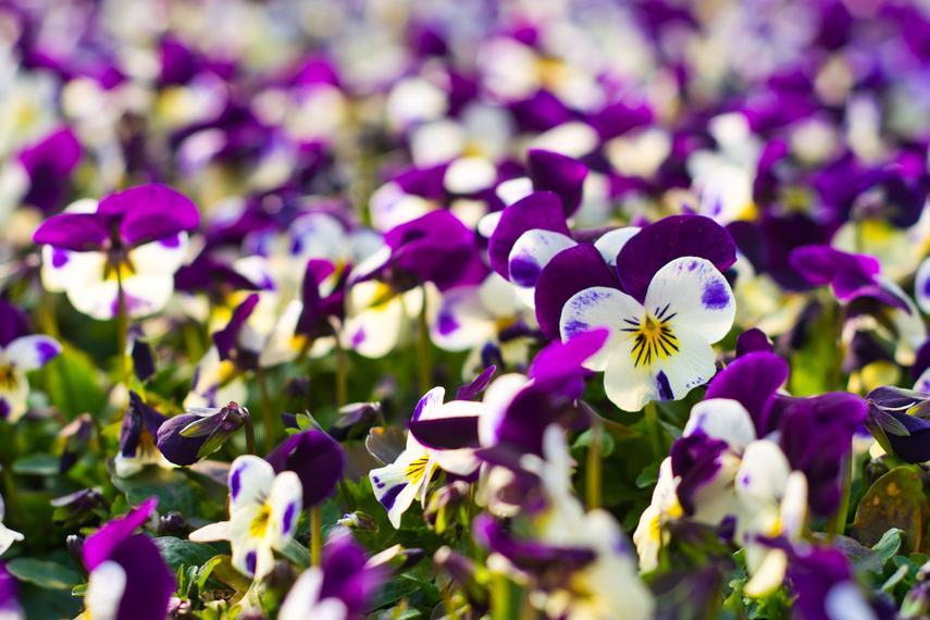 Nasz konkurs: Wiosna nadchodzi, wygraj bratki! zdjęcie nr 237047