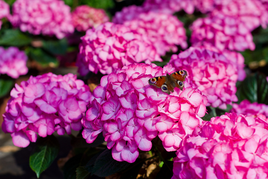 Na wiosnę kwiaty odmienią twój dom i ogród zdjęcie nr 238308