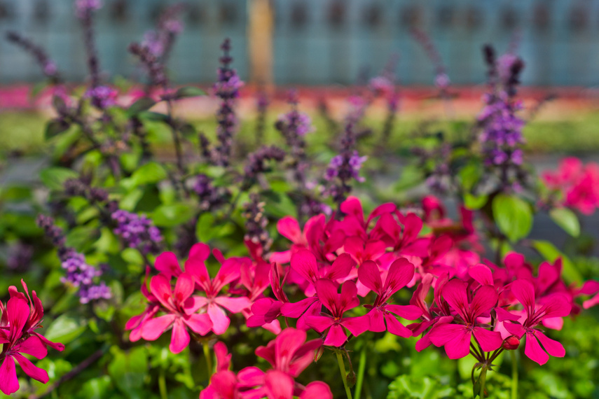 Na wiosnę kwiaty odmienią twój dom i ogród zdjęcie nr 238327