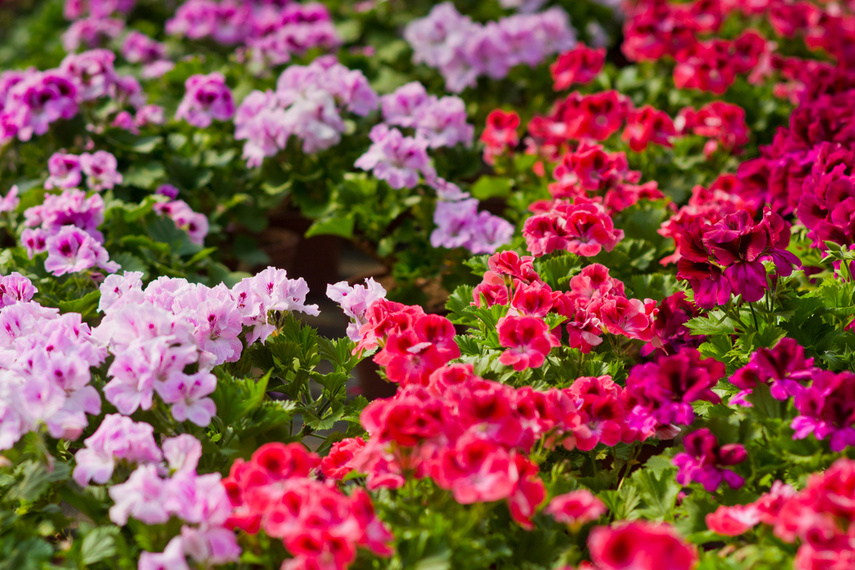 Na wiosnę kwiaty odmienią twój dom i ogród zdjęcie nr 238341
