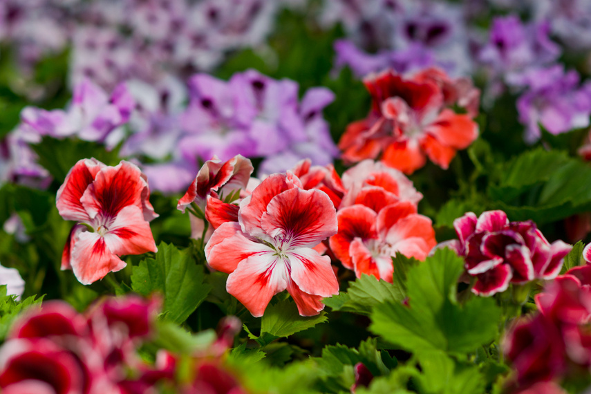 Na wiosnę kwiaty odmienią twój dom i ogród zdjęcie nr 238339