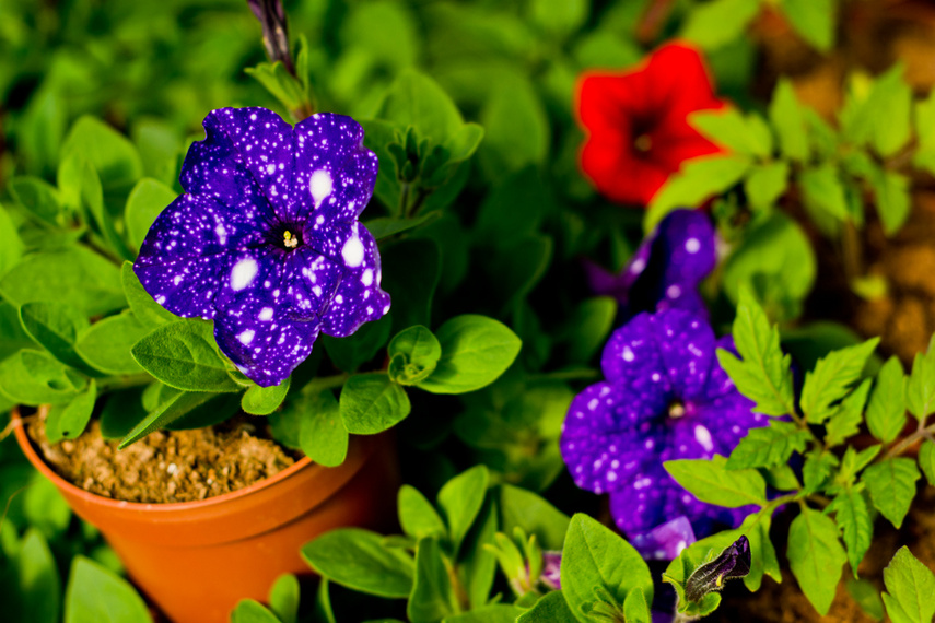 Na wiosnę kwiaty odmienią twój dom i ogród zdjęcie nr 238343