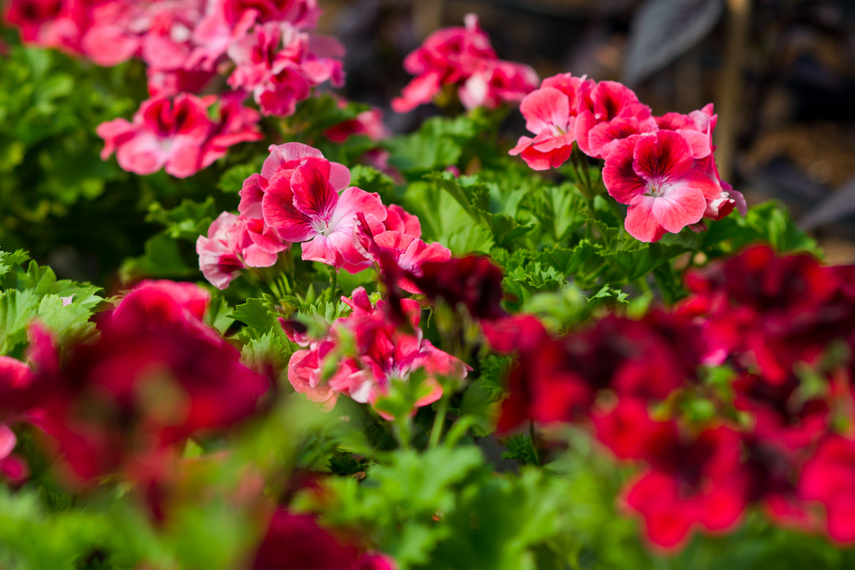 Na wiosnę kwiaty odmienią twój dom i ogród zdjęcie nr 238340