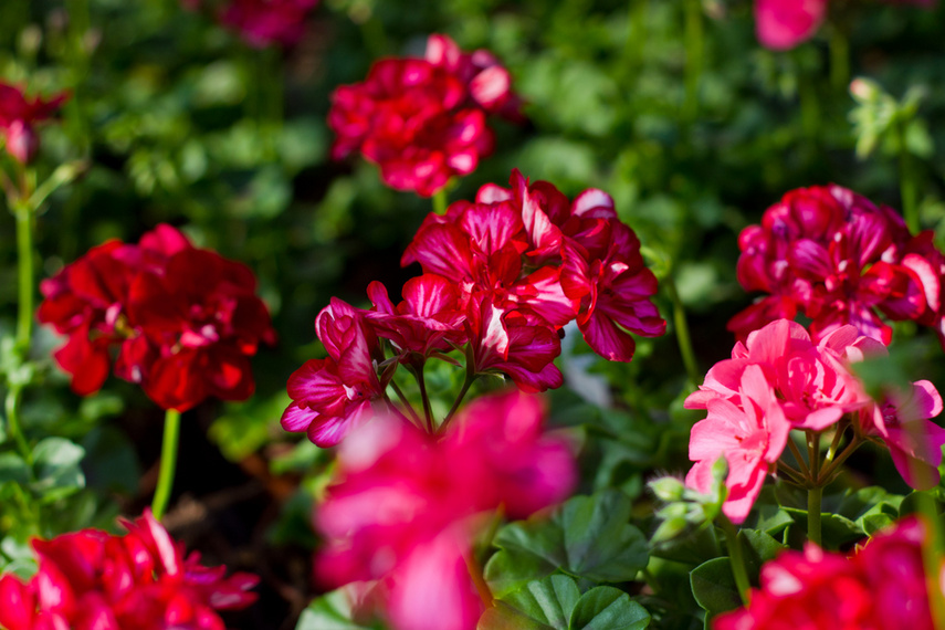 Na wiosnę kwiaty odmienią twój dom i ogród zdjęcie nr 238317