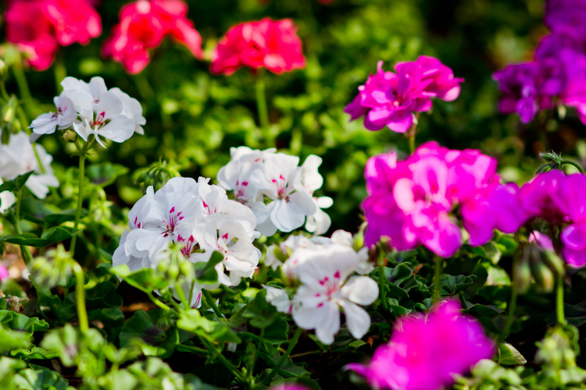 Na wiosnę kwiaty odmienią twój dom i ogród zdjęcie nr 238319