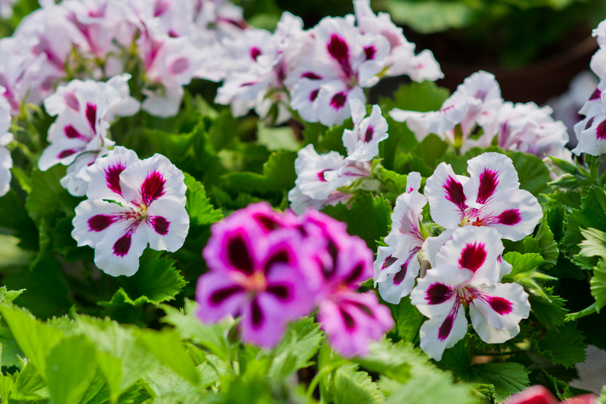 Na wiosnę kwiaty odmienią twój dom i ogród zdjęcie nr 238337