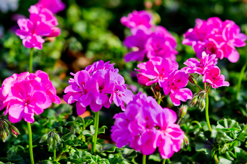 Na wiosnę kwiaty odmienią twój dom i ogród zdjęcie nr 238320