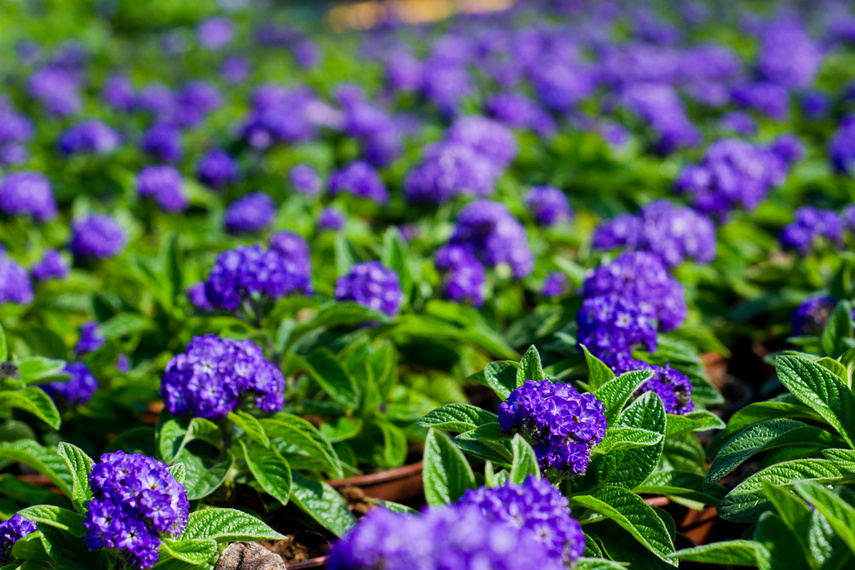 Na wiosnę kwiaty odmienią twój dom i ogród zdjęcie nr 238329