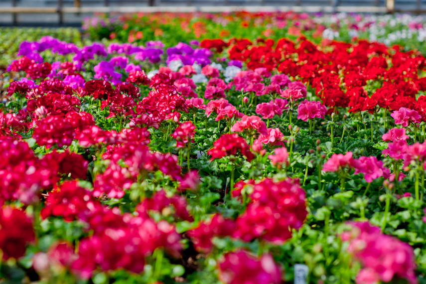 Na wiosnę kwiaty odmienią twój dom i ogród zdjęcie nr 238318