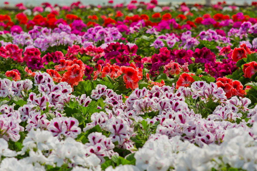 Na wiosnę kwiaty odmienią twój dom i ogród zdjęcie nr 238342