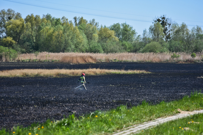 Pożar trzcinowiska, ogień strawił około 3 hektary terenu zdjęcie nr 239473