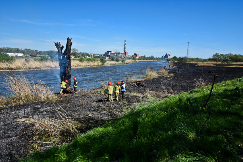 Pożar trzcinowiska, ogień strawił około 3 hektary terenu zdjęcie nr 239485