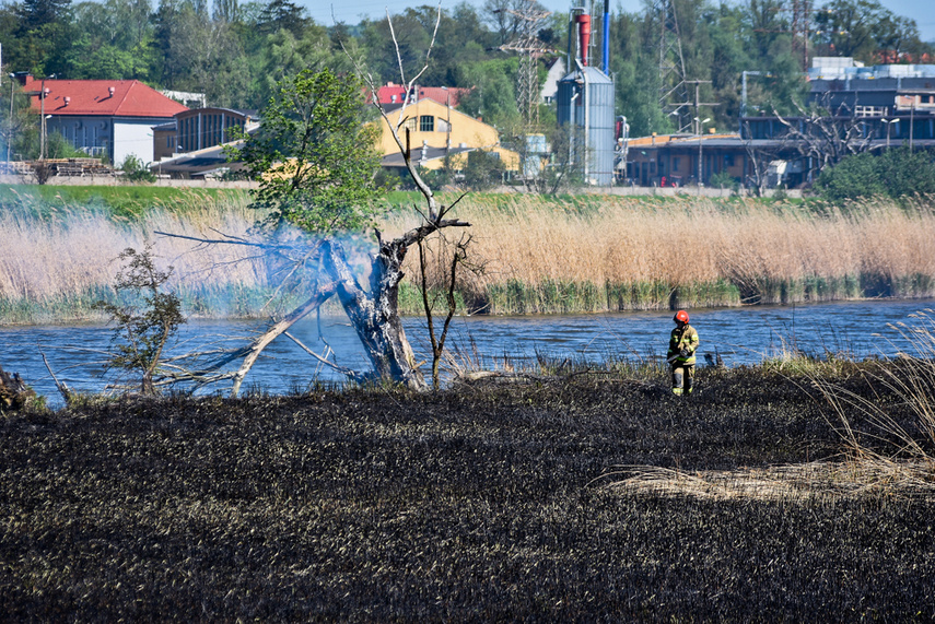 Pożar trzcinowiska, ogień strawił około 3 hektary terenu zdjęcie nr 239466