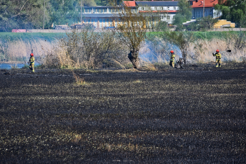 Pożar trzcinowiska, ogień strawił około 3 hektary terenu zdjęcie nr 239463
