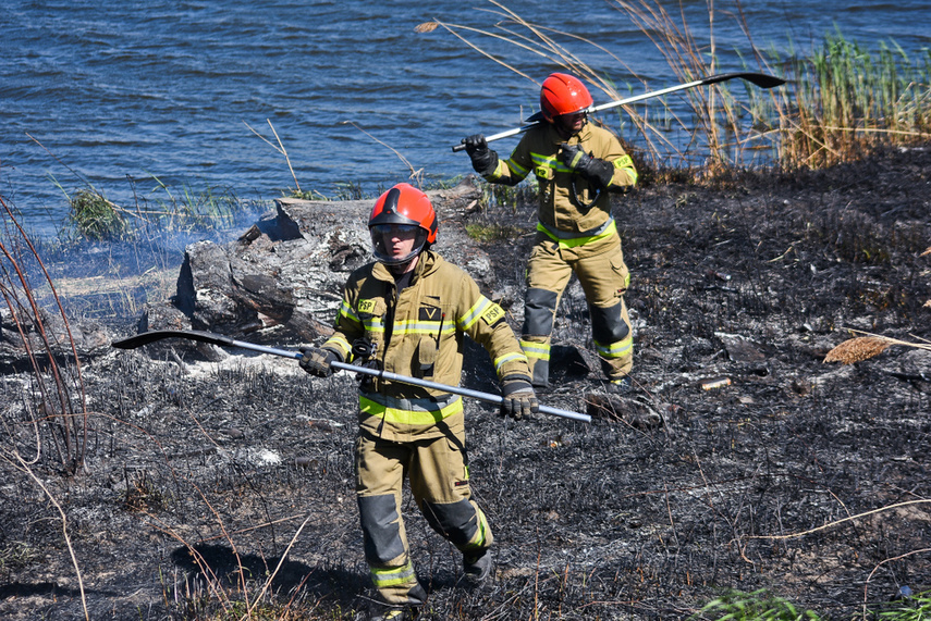Pożar trzcinowiska, ogień strawił około 3 hektary terenu zdjęcie nr 239474