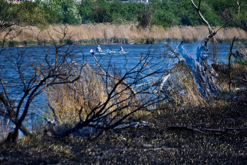 Pożar trzcinowiska, ogień strawił około 3 hektary terenu zdjęcie nr 239486