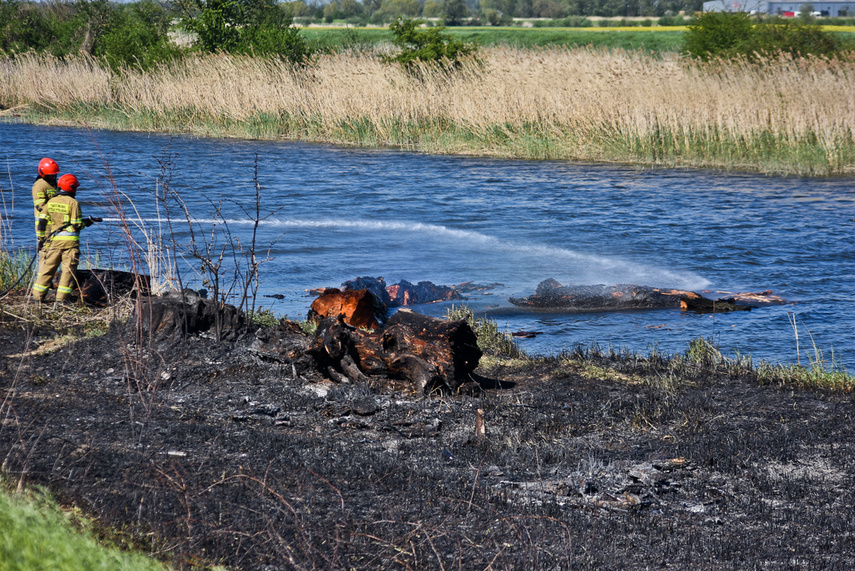 Pożar trzcinowiska, ogień strawił około 3 hektary terenu zdjęcie nr 239492