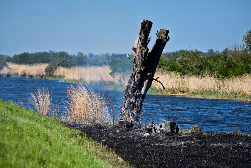 Pożar trzcinowiska, ogień strawił około 3 hektary terenu zdjęcie nr 239467