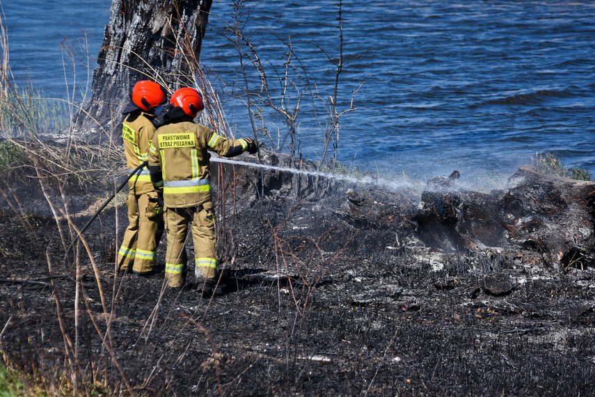 Pożar trzcinowiska, ogień strawił około 3 hektary terenu zdjęcie nr 239476