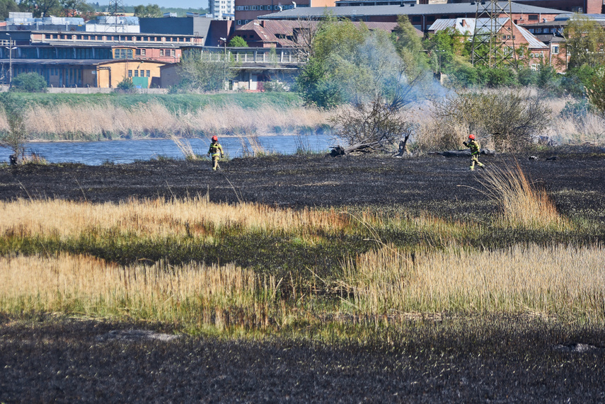 Pożar trzcinowiska, ogień strawił około 3 hektary terenu zdjęcie nr 239465