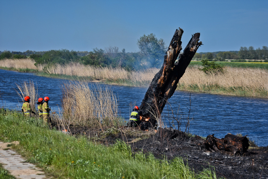 Pożar trzcinowiska, ogień strawił około 3 hektary terenu zdjęcie nr 239487