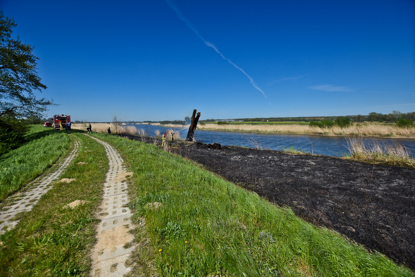 Pożar trzcinowiska, ogień strawił około 3 hektary terenu zdjęcie nr 239481