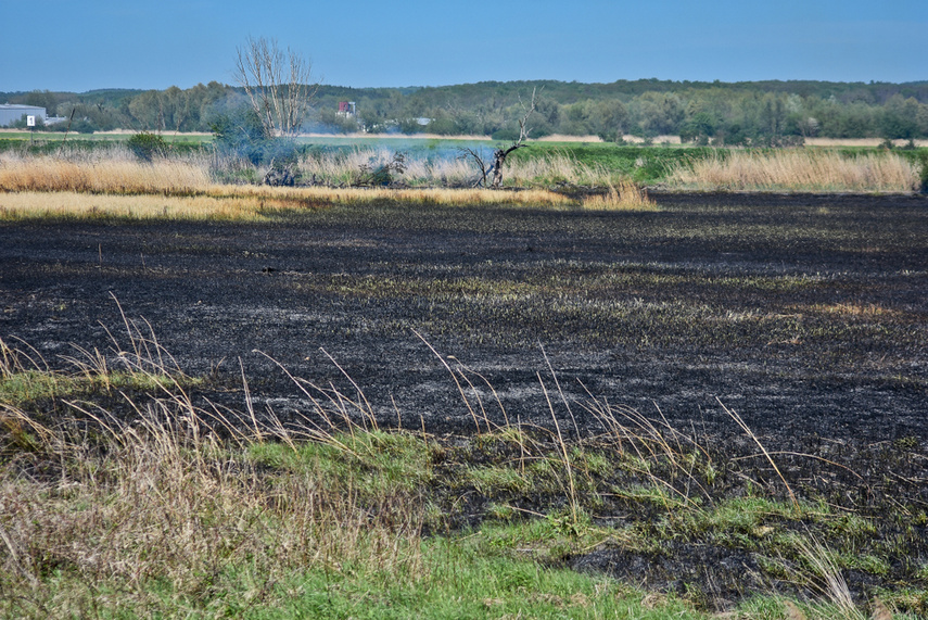 Pożar trzcinowiska, ogień strawił około 3 hektary terenu zdjęcie nr 239461