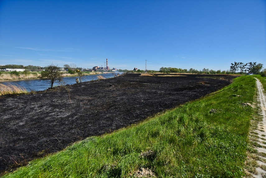 Pożar trzcinowiska, ogień strawił około 3 hektary terenu zdjęcie nr 239480