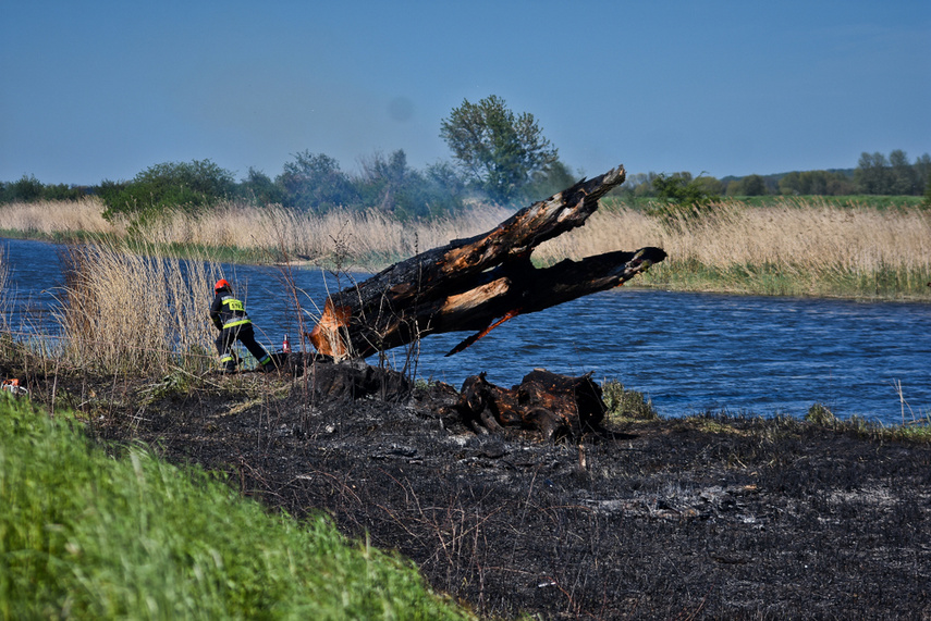 Pożar trzcinowiska, ogień strawił około 3 hektary terenu zdjęcie nr 239488