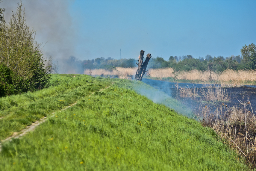Pożar trzcinowiska, ogień strawił około 3 hektary terenu zdjęcie nr 239460