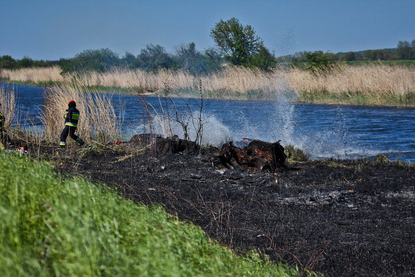 Pożar trzcinowiska, ogień strawił około 3 hektary terenu zdjęcie nr 239490