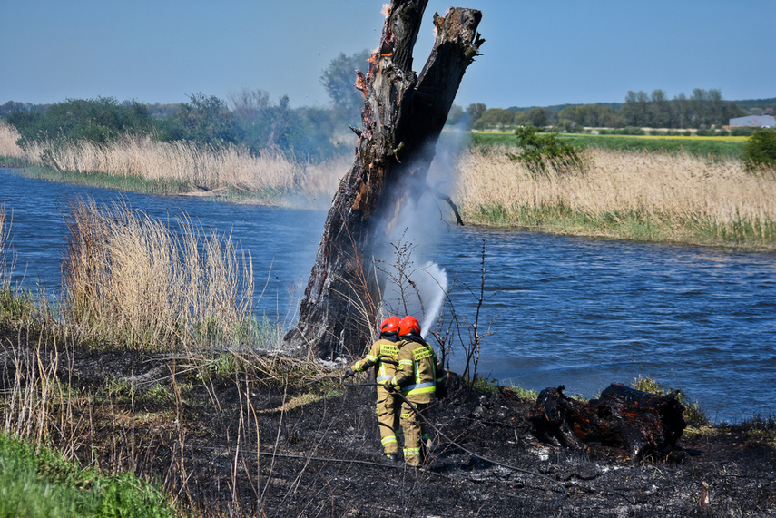 Pożar trzcinowiska, ogień strawił około 3 hektary terenu zdjęcie nr 239478