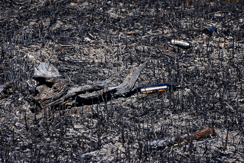 Pożar trzcinowiska, ogień strawił około 3 hektary terenu zdjęcie nr 239482