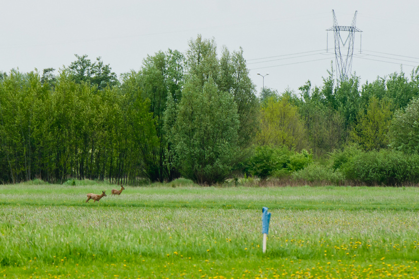 Koalicja na rzecz rozwoju elbląskiego lotniska zdjęcie nr 239753