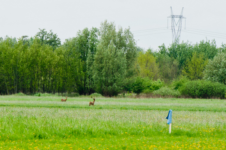 Koalicja na rzecz rozwoju elbląskiego lotniska zdjęcie nr 239754