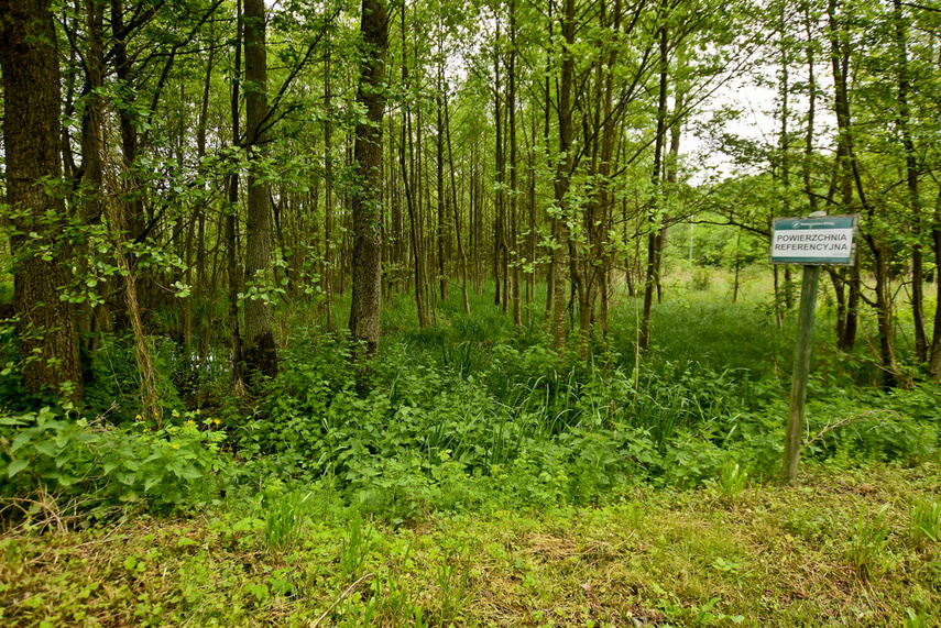 Naśladując przyrodę zdjęcie nr 240638
