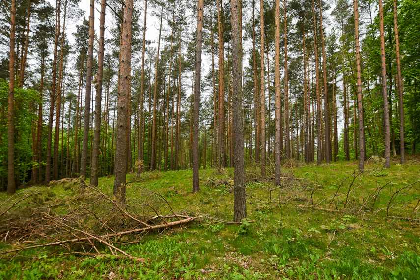 Naśladując przyrodę zdjęcie nr 240665