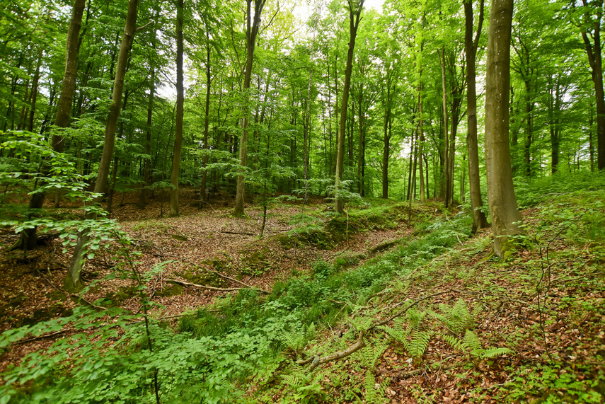 Naśladując przyrodę zdjęcie nr 240655