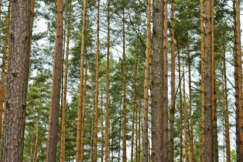 Naśladując przyrodę zdjęcie nr 240667