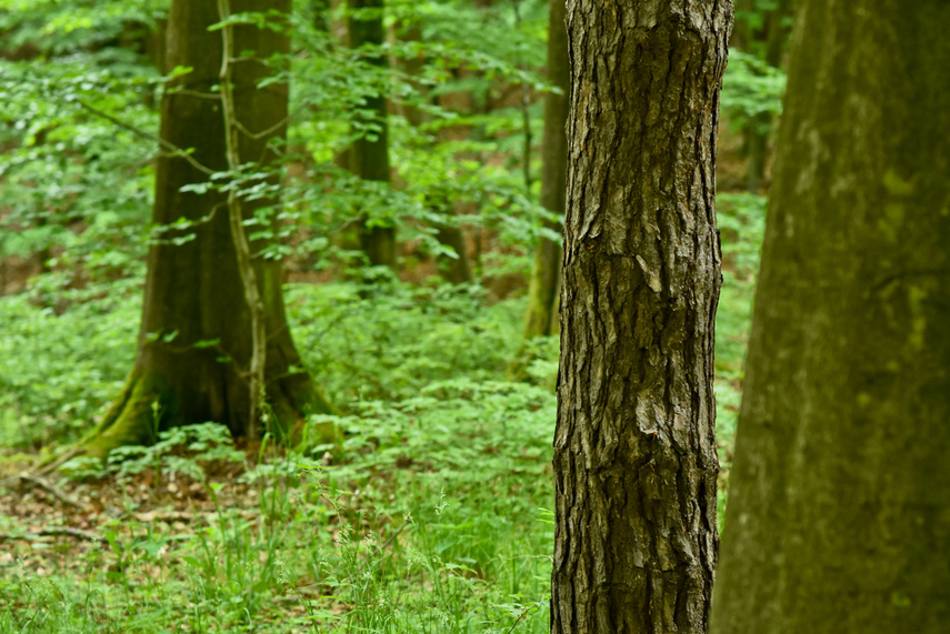 Naśladując przyrodę zdjęcie nr 240651